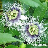 西番蓮(百香果) 西番蓮(百香果)