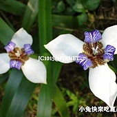 巴西鳶尾,別名:馬蝶花、鳶尾蘭、玉蝴蝶 巴西鳶尾,別名:馬蝶花、鳶尾蘭、玉蝴蝶