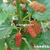 桑樹-桑果,別名:黃桑、荊桑、白桑、家桑、桑材仔、蠶仔葉樹、桑葉、冬桑葉、蠶桑、蠶仔樹、鹽桑仔、娘仔桑、蠶仔桑 桑樹-桑果,別名:黃桑、荊桑、白桑、家桑、桑材仔、蠶仔葉樹、桑葉、冬桑葉、蠶桑、蠶仔樹、鹽桑仔、娘仔桑、蠶仔桑