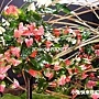 爭艷館 爭艷館