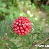 大粉撲花(美洲合歡),別名:紅絨毬、朱纓花 大粉撲花(美洲合歡),別名:紅絨毬、朱纓花