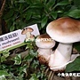 未來館_魔法菇菇 未來館_魔法菇菇