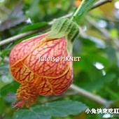 風鈴花,別名猩猩花、金鈴花、燈籠花、紋瓣懸鈴花(中國大陸)、宮燈花、吊燈花 風鈴花,別名猩猩花、金鈴花、燈籠花、紋瓣懸鈴花(中國大陸)、宮燈花、吊燈花