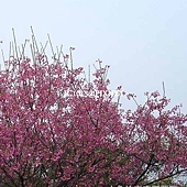 山櫻花‧緋寒櫻 山櫻花‧緋寒櫻