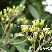 華八仙,別名:長葉溲疏、常山、常山樹(台灣)、土常山、常山尼、野八仙、粉團繡球、蜀七葉、紅骨兮輕柴仔、羅比八仙花、Baiyakan(泰雅)、Marutsokora't(排灣) 華八仙,別名:長葉溲疏、常山、常山樹(台灣)、土常山、常山尼、野八仙、粉團繡球、蜀七葉、紅骨兮輕柴仔、羅比八仙花、Baiyakan(泰雅)、Marutsokora't(排灣)