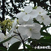 華八仙,別名:長葉溲疏、常山、常山樹(台灣)、土常山、常山尼、野八仙、粉團繡球、蜀七葉、紅骨兮輕柴仔、羅比八仙花、Baiyakan(泰雅)、Marutsokora't(排灣) 華八仙,別名:長葉溲疏、常山、常山樹(台灣)、土常山、常山尼、野八仙、粉團繡球、蜀七葉、紅骨兮輕柴仔、羅比八仙花、Baiyakan(泰雅)、Marutsokora't(排灣)