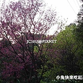 山櫻花‧緋寒櫻 山櫻花‧緋寒櫻