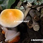 未來館_魔法菇菇 未來館_魔法菇菇