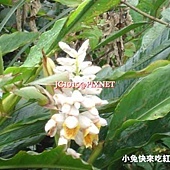 月桃,別名:草蔻、大草蔻(廣州)、豔山薑、玉桃、良薑、草荳蔻、虎子花(台灣)、Bassiyan(泰雅)、Garto(排灣) 月桃,別名:草蔻、大草蔻(廣州)、豔山薑、玉桃、良薑、草荳蔻、虎子花(台灣)、Bassiyan(泰雅)、Garto(排灣)