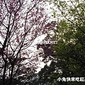山櫻花‧緋寒櫻 山櫻花‧緋寒櫻