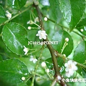 燈稱花,別名:岡梅、釘秤仔、燈秤仔、山甘草、烏雞骨、萬點金、燈絲仔、檀樓星、岡梅根、梅葉冬青、燈秤花、釘秤花、秤星樹、 白甘草 燈稱花,別名:岡梅、釘秤仔、燈秤仔、山甘草、烏雞骨、萬點金、燈絲仔、檀樓星、岡梅根、梅葉冬青、燈秤花、釘秤花、秤星樹、 白甘草