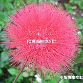 大粉撲花(美洲合歡),別名:紅絨毬、朱纓花 大粉撲花(美洲合歡),別名:紅絨毬、朱纓花