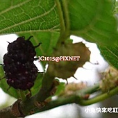 台灣桑-桑果,別名:小葉桑、小桑樹、桑樹、蠶仔樹、蠶仔葉樹、桑材子、桑仔樹、梁樹、鹽桑仔、雞桑、桑白、娘子樹、野桑、島桑、Teroi、Tigoutu(泰雅)、Ajizumu、Zusu、Diisu(排灣) 台灣桑-桑果,別名:小葉桑、小桑樹、桑樹、蠶仔樹、蠶仔葉樹、桑材子、桑仔樹、梁樹、鹽桑仔、雞桑、桑白、娘子樹、野桑、島桑、Teroi、Tigoutu(泰雅)、Ajizumu、Zusu、Diisu(排灣)