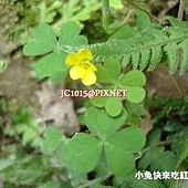 黃花酢漿草,別名:酢醬草、鹽酸草 黃花酢漿草,別名:酢醬草、鹽酸草