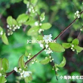 燈稱花,別名:岡梅、釘秤仔、燈秤仔、山甘草、烏雞骨、萬點金、燈絲仔、檀樓星、岡梅根、梅葉冬青、燈秤花、釘秤花、秤星樹、 白甘草 燈稱花,別名:岡梅、釘秤仔、燈秤仔、山甘草、烏雞骨、萬點金、燈絲仔、檀樓星、岡梅根、梅葉冬青、燈秤花、釘秤花、秤星樹、 白甘草