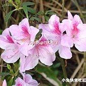 杜鵑花,別名:滿山紅、映山紅、野山紅、照山紅、躑躅 杜鵑花,別名:滿山紅、映山紅、野山紅、照山紅、躑躅