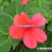 非洲鳳仙花,別名:矮鳳仙、指甲花、勿碰我 非洲鳳仙花,別名:矮鳳仙、指甲花、勿碰我