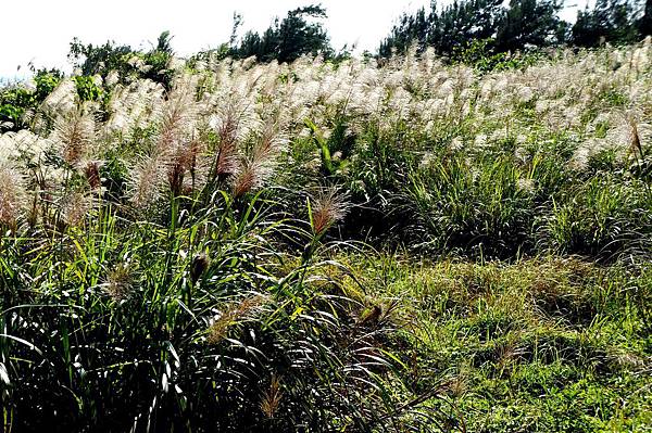 DSC02151.jpg DSC02151.jpg