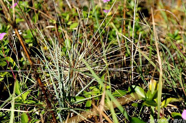 DSC02174.jpg DSC02174.jpg