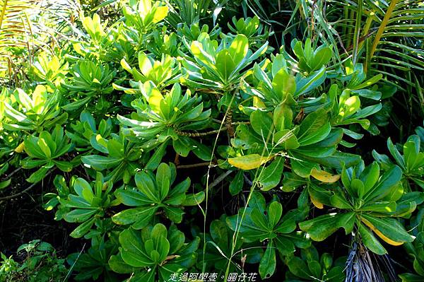 DSC02179.jpg DSC02179.jpg