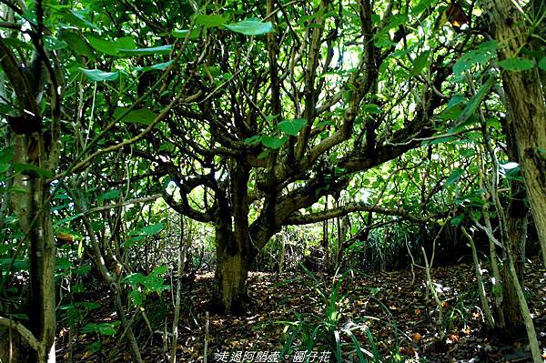 DSC02201.jpg DSC02201.jpg