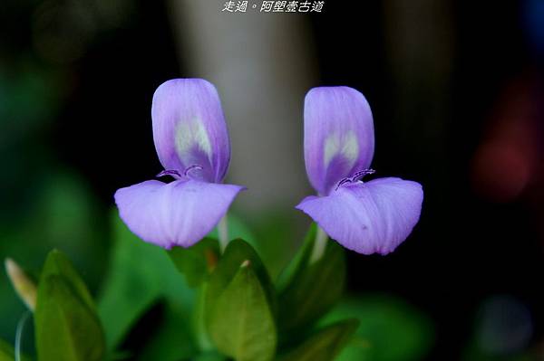 DSC02623.jpg DSC02623.jpg