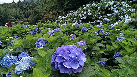 IMAG4186.jpg IMAG4186.jpg