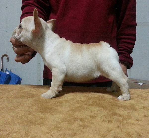 11/14出生,奶油法國鬥牛犬妹妹 11/14出生,奶油法國鬥牛犬妹妹