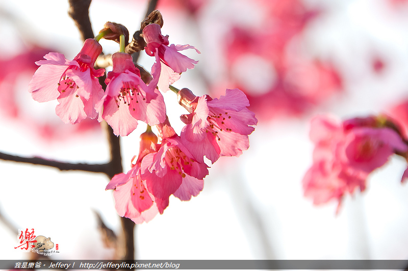 20130214-DSC_0077 20130214-DSC_0077