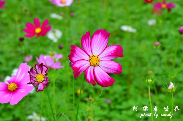 銅鑼D7 045.JPG
