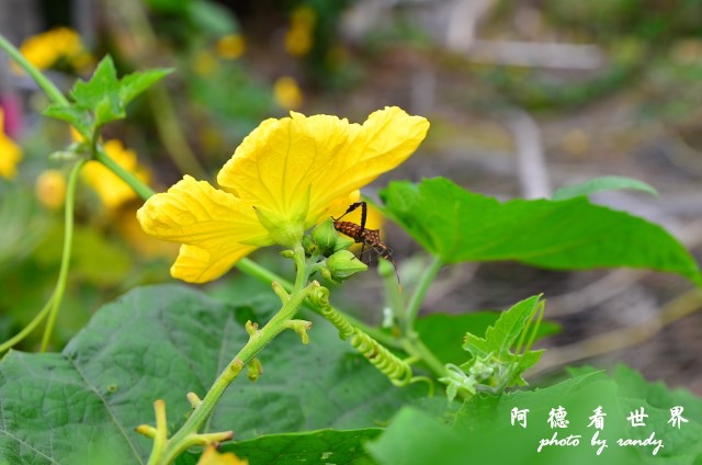 銅鑼D7 080.JPG 銅鑼D7 080.JPG