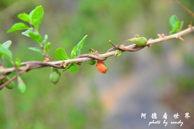 銅鑼D7 112.JPG 銅鑼D7 112.JPG