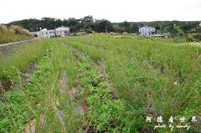 銅鑼D7 115.JPG 銅鑼D7 115.JPG
