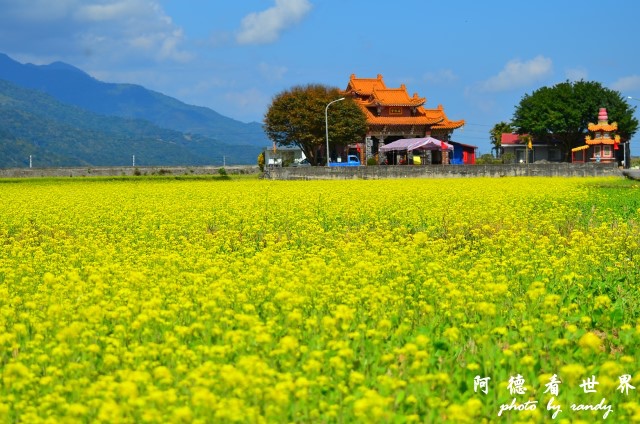 池上油菜花D7 015.JPG