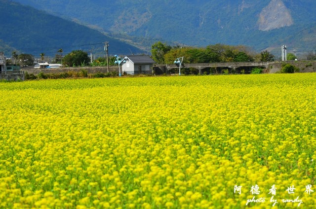 池上油菜花D7 018.JPG 池上油菜花D7 018.JPG