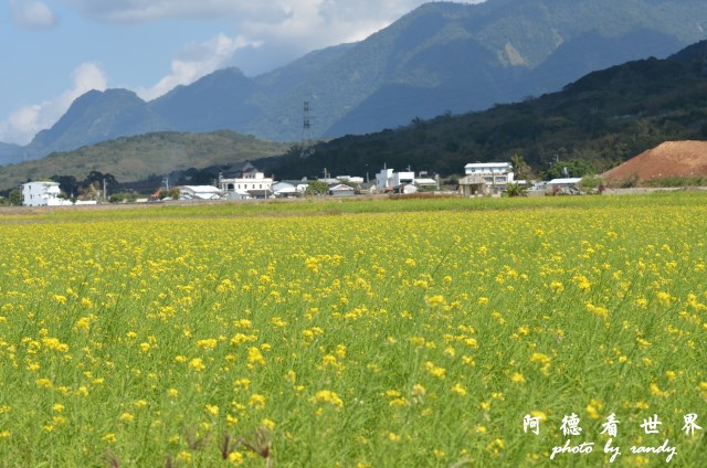 池上油菜花D7 030.JPG 池上油菜花D7 030.JPG