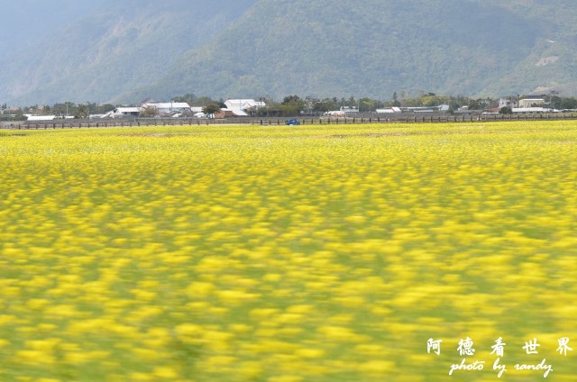 池上油菜花D7 041.JPG