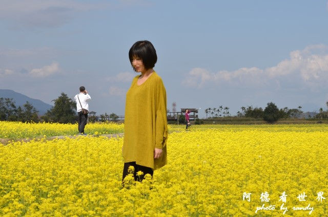 池上油菜花D7 049.JPG 池上油菜花D7 049.JPG