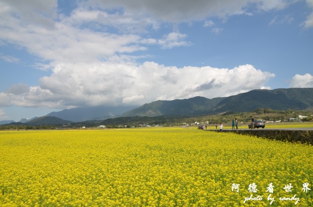池上油菜花D7 073.JPG 池上油菜花D7 073.JPG
