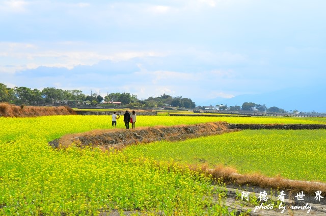 池上油菜花D7 111.JPG 池上油菜花D7 111.JPG