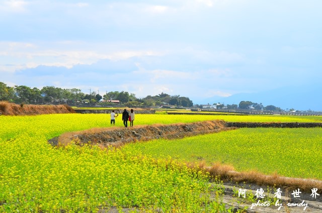 池上油菜花D7 111.JPG