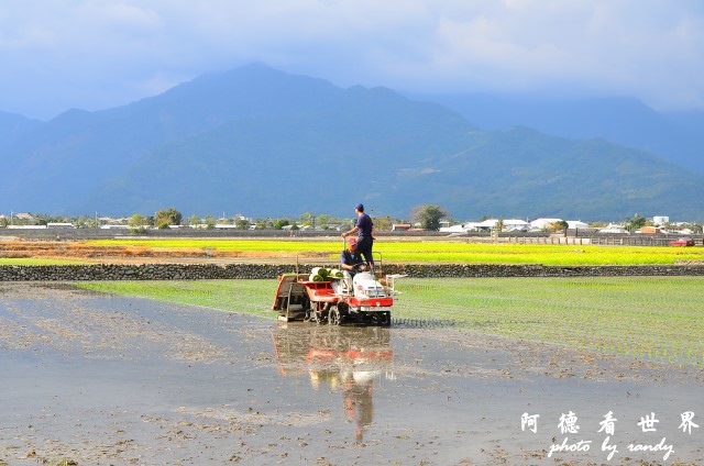 池上油菜花D7 133.JPG 池上油菜花D7 133.JPG