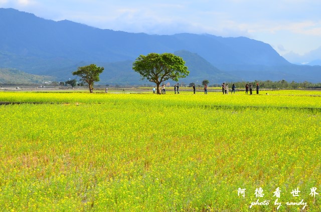 池上油菜花D7 137.JPG 池上油菜花D7 137.JPG