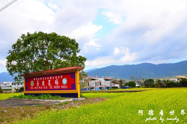 池上油菜花D7 159.JPG 池上油菜花D7 159.JPG