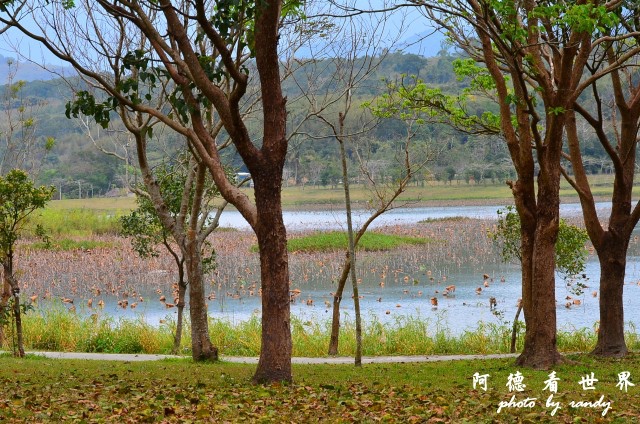 大坡池D7 082.JPG