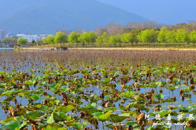 大坡池D7 201.JPG