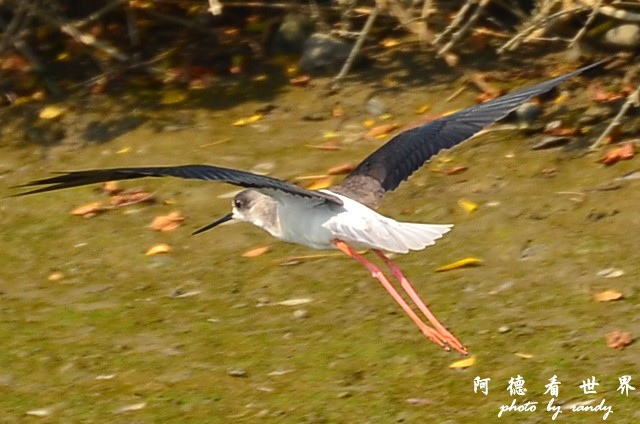 鰲鼓2 008.JPG 鰲鼓2 008.JPG