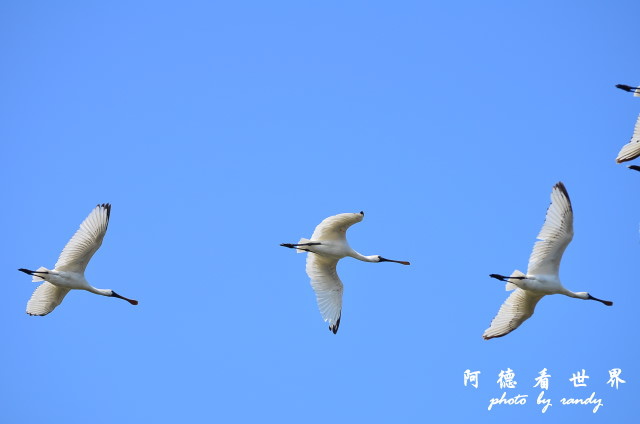 鰲鼓2 010.JPG 鰲鼓2 010.JPG