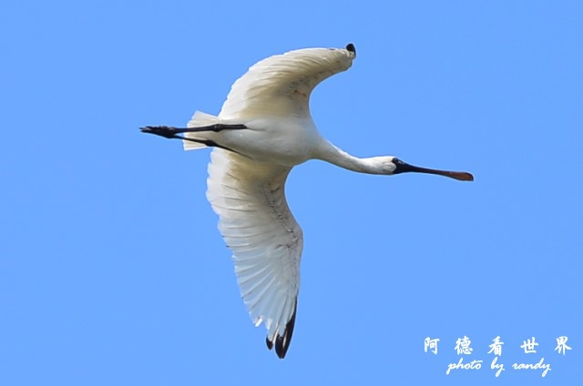 鰲鼓2 010-1.jpg 鰲鼓2 010-1.jpg