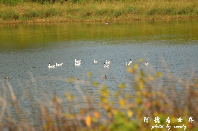 鰲鼓2 051.JPG 鰲鼓2 051.JPG